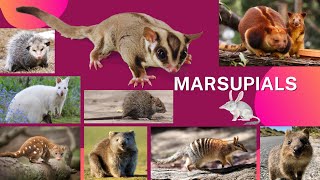 List Of Marsupials Animal Name  Suma English Vocabulary  Marsupial Mammals [upl. by Noremac390]