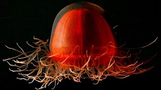 Top 10 Most Beautiful Jellyfish In The World [upl. by Ecadnak895]