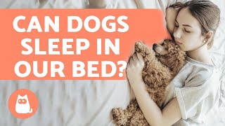 Why Does Your Dog SLEEP With YOU  6 Most Common Reasons [upl. by Maurits]