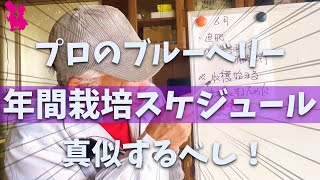 【保存版】ブルーベリーの月別作業・管理をプロ農家が解説します [upl. by Agata]