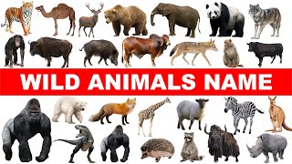 50 Wild animals name in english with spelling  Animals Vocabulary with pictures [upl. by Valonia]