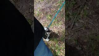 Havanese leash training [upl. by Nylegna]