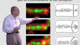 Richard Losick Harvard Part 1 Spore Formation in Bacillus Subtilis [upl. by Holtz]