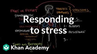 Responding to stress  Processing the Environment  MCAT  Khan Academy [upl. by Aisined]