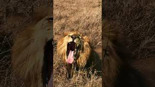 Watch Amazing Animals of the Serengeti [upl. by Melmon211]