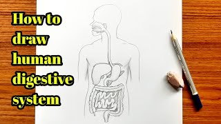 How to draw human digestive system  Digestive system drawing easy step by step [upl. by Aisitel]