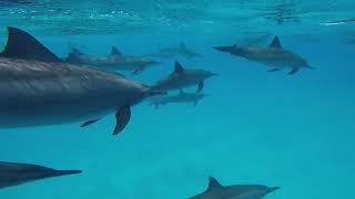 Marsa Alam Egypt Dolphin Freediving [upl. by Gambrell234]