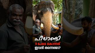 Peelandi Elephant  Kodanad Peelandi പീലാണ്ടി elephantattack keralaelephants [upl. by Caia]