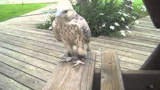 Young Gyrfalcon plays sneezes and trots around on the ground [upl. by Ahsin948]