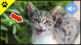 😺 Katzen Miauen  Teste wie deine Katze oder dein Hund reagiert  Sound Effect [upl. by Jaclin971]