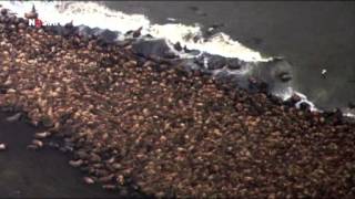 Duizenden walrussen zonder ijs op strand Alaska [upl. by Maillij]