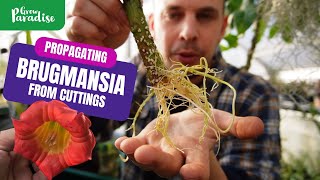 How to grow Brugmansia plants from cuttings  Angel trumpet propagation [upl. by Farver613]