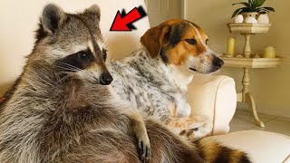 Raccoon that fell out of a tree grew up with dogs and now thinks he is a dog too [upl. by Eesdnyl]