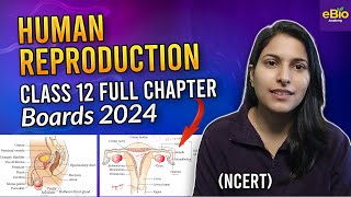 Human reproduction class 12 one shot  NCERT Chapter 3  Biology [upl. by Helbonnah]