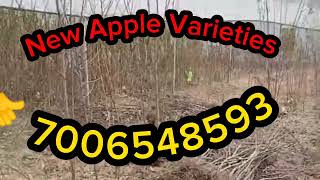 SS2 Apple Plants Ready for Sale 🤙 7006548593 [upl. by Oak787]