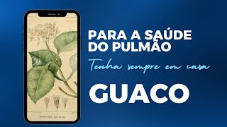 GUACO Mikania glomerata  Tenha sempre em Casa [upl. by Ellard]