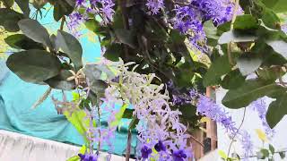 My Petrea Volubilis May 2024 [upl. by Yaresed]