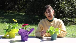 How to Cut Back Gerbera Daisy Leaves  Gerbera Plant Care [upl. by Laehcimaj]