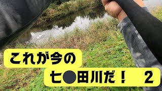 【宮城県釣り】これが今の七⚪︎田川だ！２ [upl. by Saihtam]