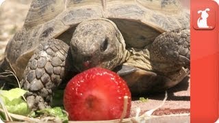 Unadoptables  Sulcata Tortoise seeks perfect home environment [upl. by Vonni]