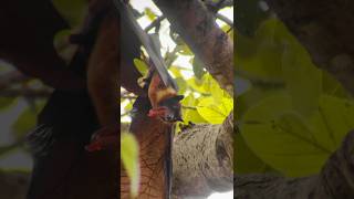 Giant goldencrowned flying fox 😲 shorts viral wildlife [upl. by Woody318]