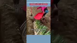 La pratique surprenante des agriculteurs chinois avec les œufs shorts [upl. by Nnylrac889]