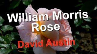 Wollerton Old Hall Rose David Austin [upl. by Irish]