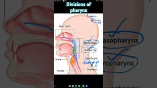 Parts of Pharynx  Nasopharynx  Oropharynx  Laryngopharynx  Hypopharynx biology neetbiology [upl. by Berlauda]