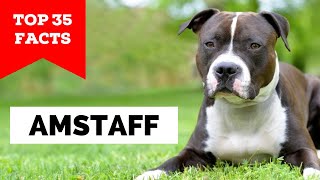 99 of AmStaff Owners Dont Know This [upl. by Petey]