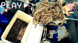 Louisiana SHRIMP Season Opens  Cajun Family Trawling Adventure [upl. by Hiroko]