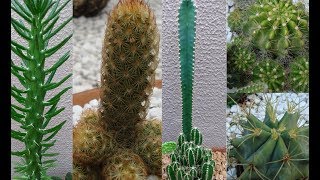 TOP 5  CACTOS de FÁCIL CULTIVO [upl. by Elle]