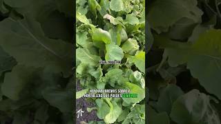 hortalizas que puedes SEMBRAR todo el AÑO🥬🗓️ PARTE 1 cultivation shortsfeed agriculture agro [upl. by Lukin79]