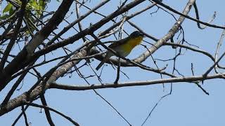 Yellowbreasted Chat is a great bird to find in Central Iowa I found this guy one evening [upl. by Niraj]