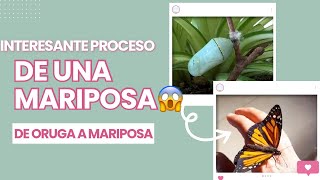 INTERESANTE proceso de una mariposa Monarca👉🏻Te muestro el paso a paso😱🦋 [upl. by Saba303]