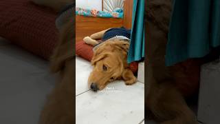 Took Revenge with Sock 🤣 dog goldenretriever doglover puppy [upl. by Lledniw455]