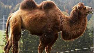 Camels at the San Diego Zoo in HD [upl. by Dowski]