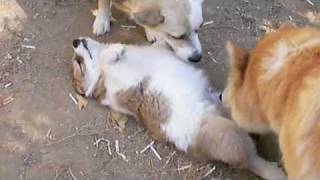 Icelandic Sheepdog Puppies [upl. by Eyssej]