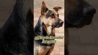 ¿QUIEN ES EL DUEÑO LEGAL DE UN PERRO SEGÚN LA LEY DE BIENESTAR ANIMAL EN ESPAÑA 2023 [upl. by Woodsum]