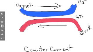 Countercurrent blood flow [upl. by Choo]