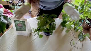 Arrowhead Plant Care—What to Know [upl. by Trubow]