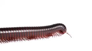 Giant African Millipede walking across your screen [upl. by Rahr]