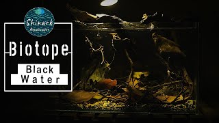 Nano BlackWater Biotope aquarium aquascape fish tank setup for beginners 1Shinark Aquascaper [upl. by Eet]