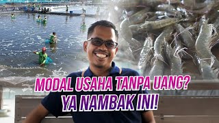 Peluang Usaha Agrobisnis Tanpa Modal Budidaya Udang Vaname Jawabannya [upl. by Ydner797]