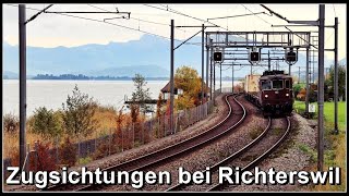 Wunderbare morgendliche Zugsichtungen bei Richterswil am Zürichsee [upl. by Brezin28]