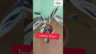 Calathea Triostar Plant plants houseplant garden gardening indoorplants [upl. by Silvain298]