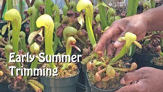 Trimming Darlingtonia Pitchers in Early Summer [upl. by Anawqahs430]