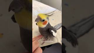 Larry the Cockatiel has a delightful morning song just for you 🎶🦜 cockatielscraze [upl. by Enyaz467]