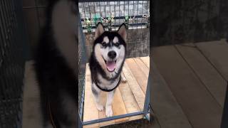 സിംബക്കു പുതിയ വീട് വാങ്ങിച്ചു  New Cage bought for Husky  husky viral dog puppy [upl. by Hurleigh]