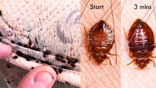 Watch Bed Bugs Get Stopped in Their Tracks  Deep Look [upl. by Satsok954]