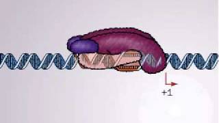 Transcription in Bacteria  Promoter and promoter complex [upl. by Maryann]